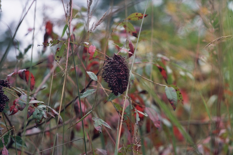 Fall in the Big South Fork